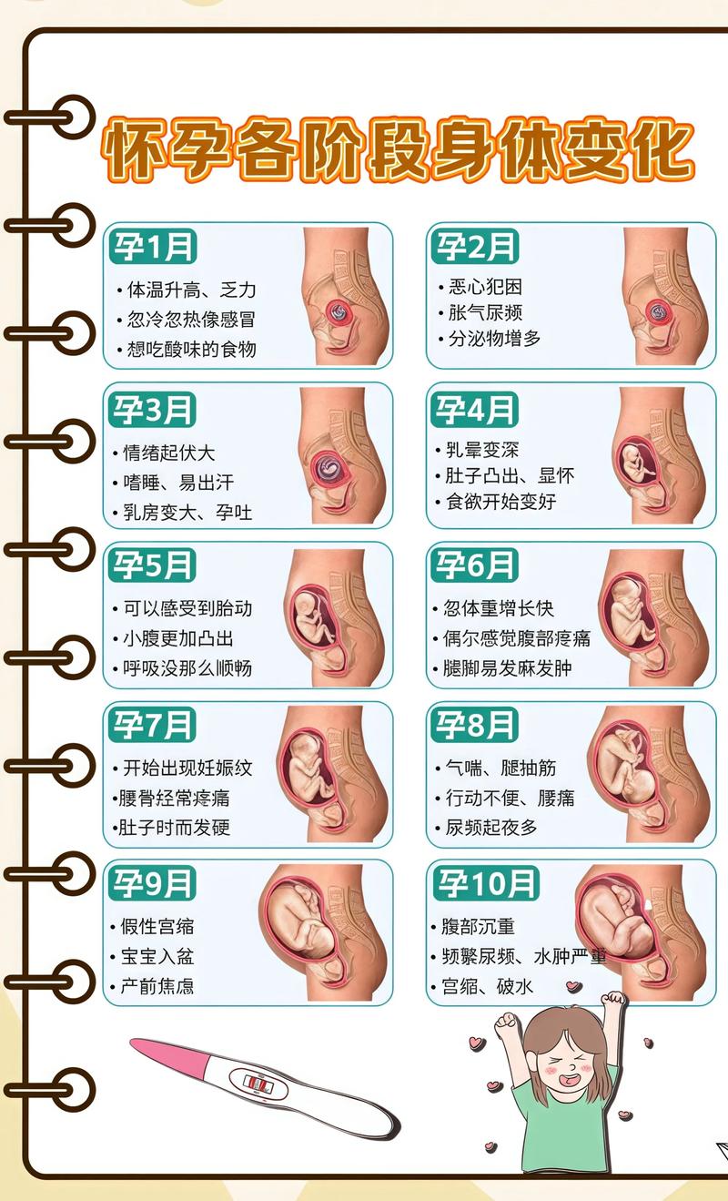 揭秘供卵代孕妈妈怀孕小腹分两节，孕期变化的奥秘海淀代生机构: